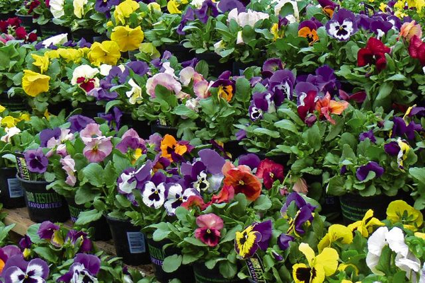 panselute-rasad-1 panselute-rasad-1