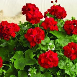 Muscata-calliope-la-ghiveci