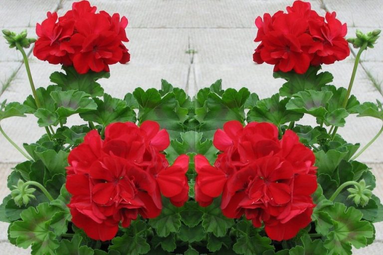 Muscata-calliope-la-ghiveci-mic Muscata-calliope-la-ghiveci-mic