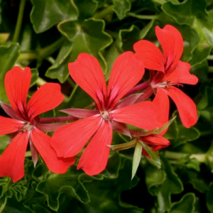 Muscata tiroleza Ville de Paris