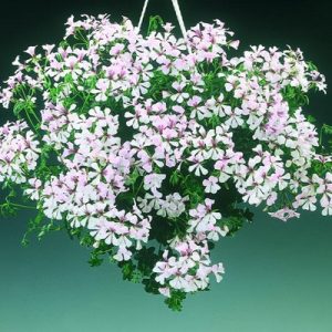 Muscata-tiroleza-la-agatatori