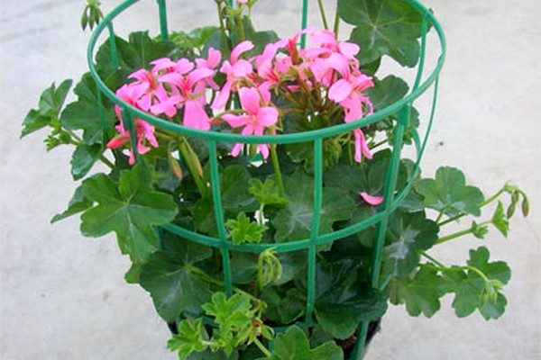 Muscata-tiroleza-ville-de-paris-1 Muscata-tiroleza-ville-de-paris-1