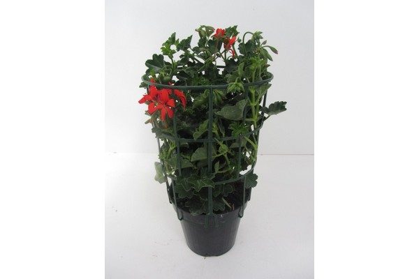 Muscata-tiroleza-ville-de-parris-2 Muscata-tiroleza-ville-de-parris-2